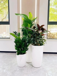 奉化盆景租摆，轻松打造独具魅力的空间氛围